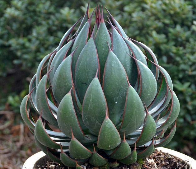Agave macroacantha x Manfreda maculosa - PRAYING HANDS - Mangave