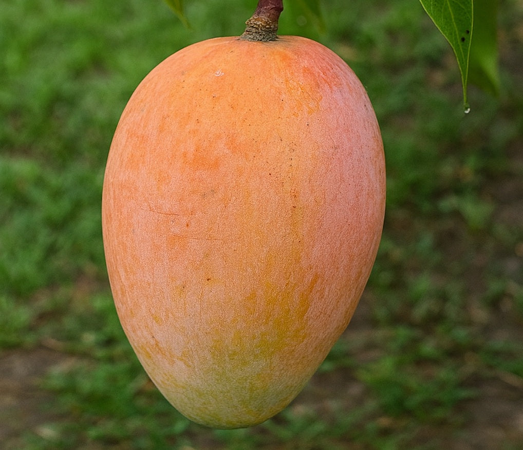 Mangifera indica - GLENN - Grafted Florida Mango
