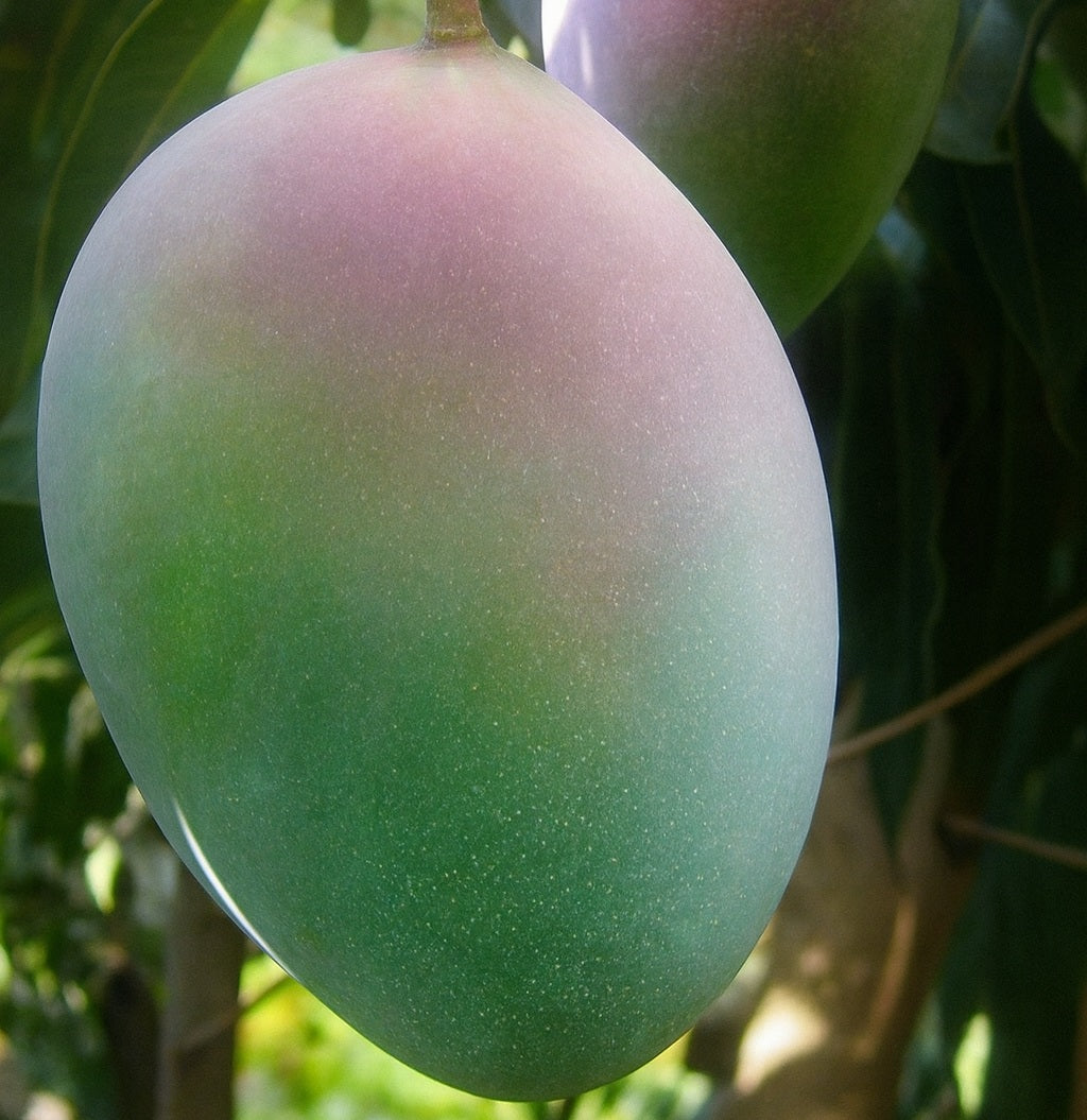 Mangifera indica - KEITT - Grafted Florida Mango
