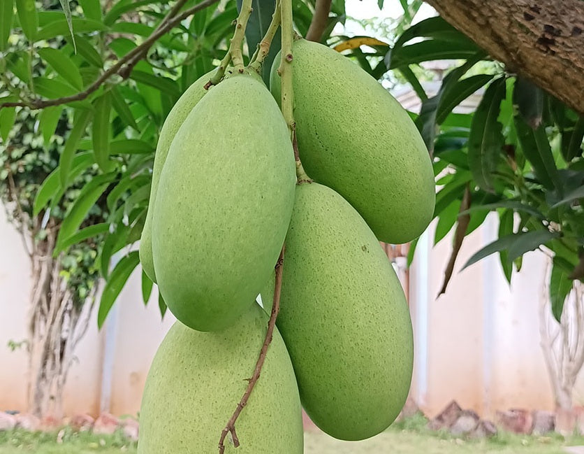 Mangifera indica - KHIEW SAWOEY - Grafted Thai Mango