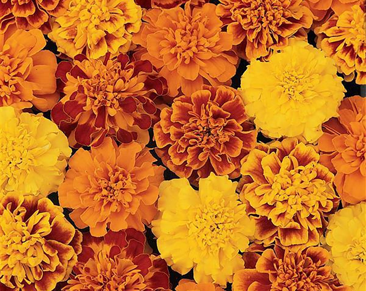 Tagetes erecta - Bonanza® MIX - French Marigold