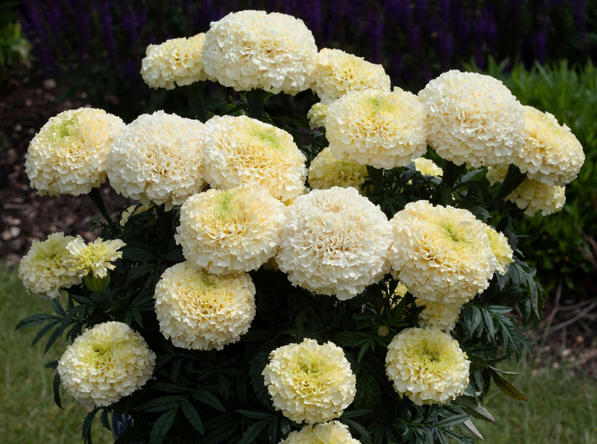 Marigold African - WHITEGOLD MAX - Tagetes erecta