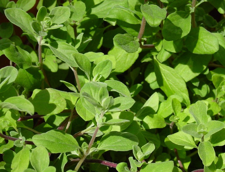 Marjoram Sweet - Origanum majorana