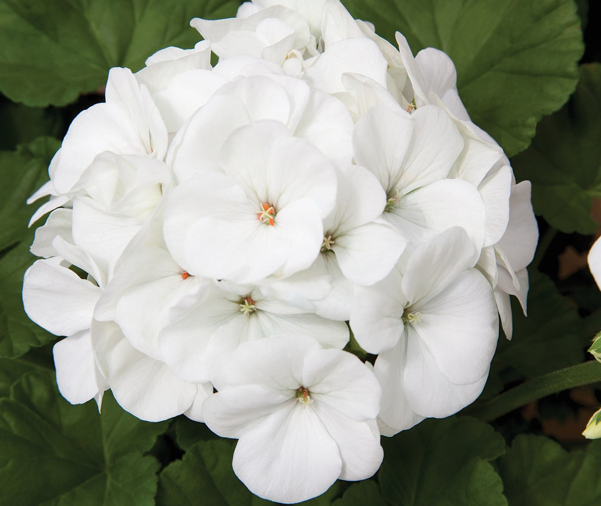 Pelargonium x hybridum - Maverick™ WHITE - Garden Geranium