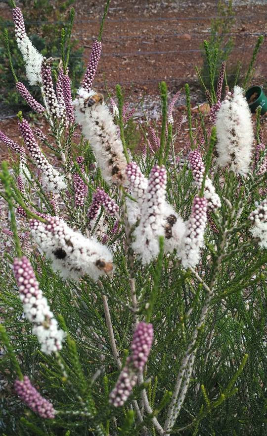 Melaleuca huegelii - Chenille Honey Myrtle