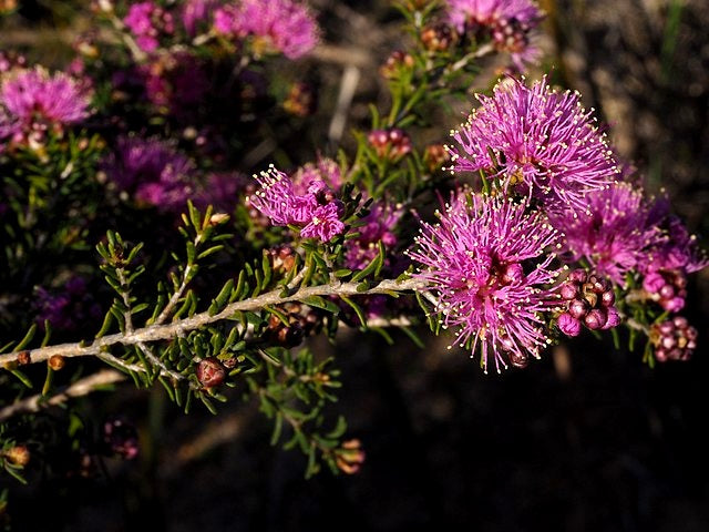 Melaleuca seriata - Pink Pom-Pom Honey Myrtle