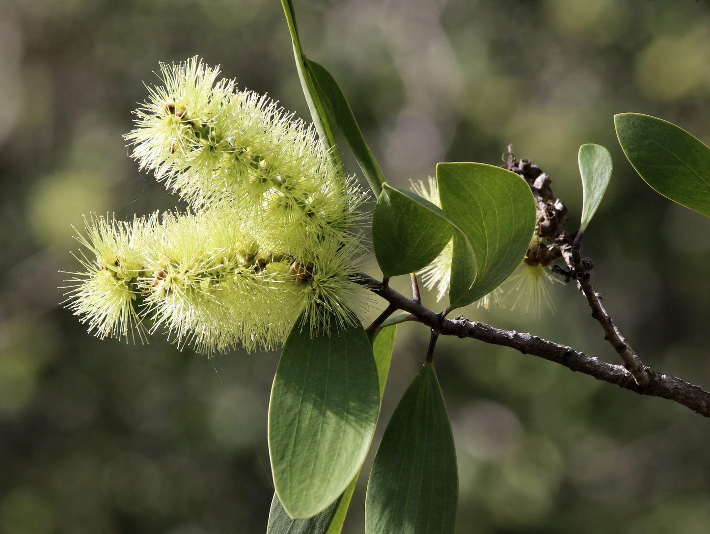 Melaleuca viridiflora - Broad-Leaved Paperbark