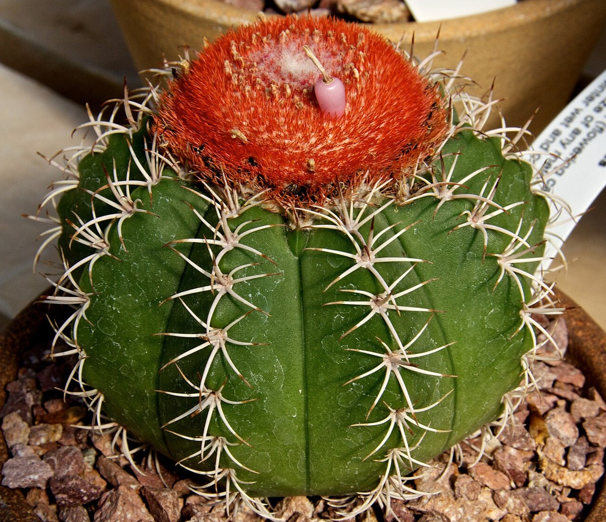 Melocactus matanzanus - Dwarf Turks Cap Cactus