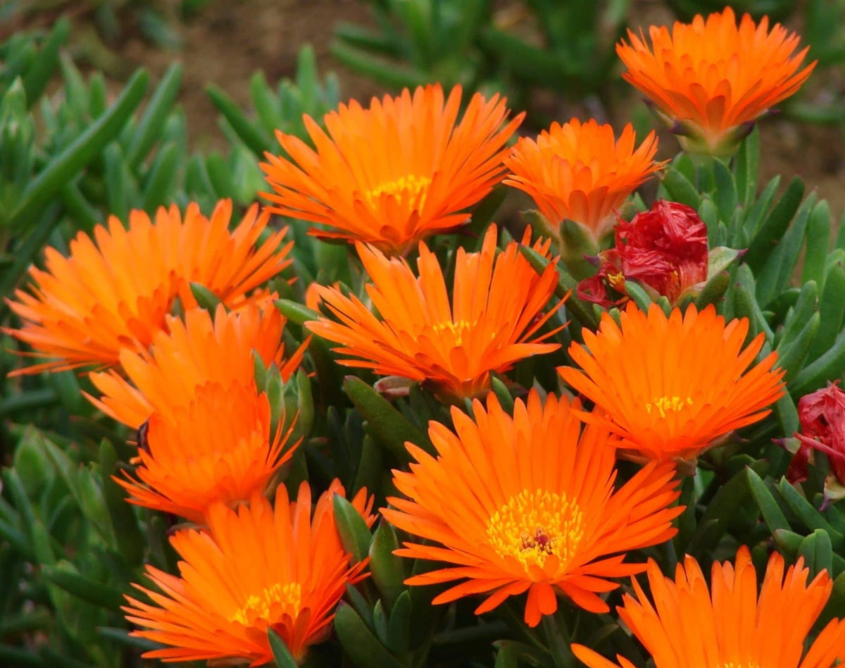 Mesembryanthemum - ORANGE - Pigface