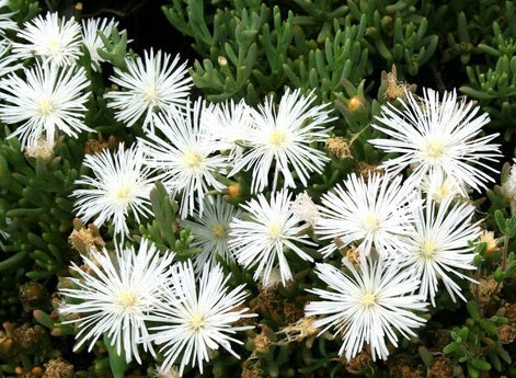 Mesembryanthemum - WHITE - Pigface