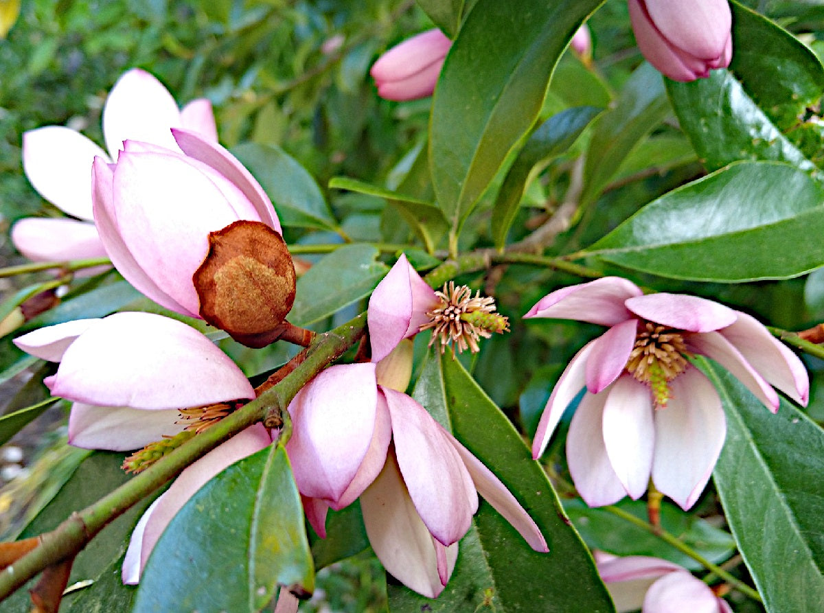 Magnolia x foggii x laevifolia - Fairy Magnolia BLUSH - Michelia 'MicJur01' PBR