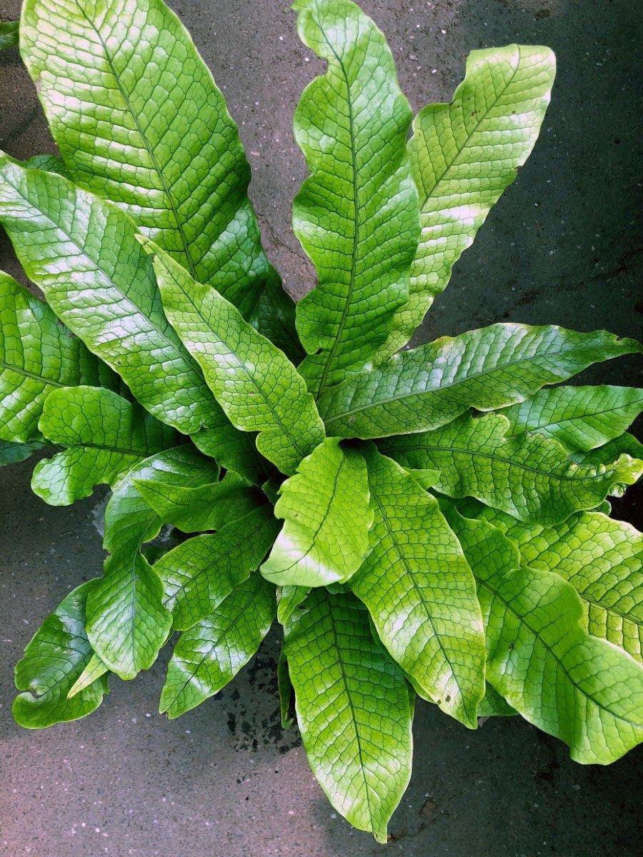 Microsorum musifolium - CROCODYLLUS - Crocodile Fern