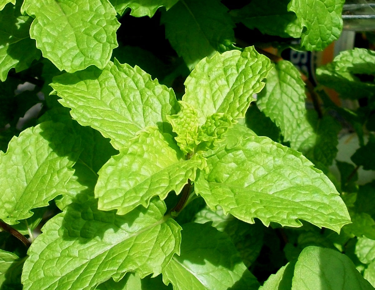 Mint Common - Mentha spicata