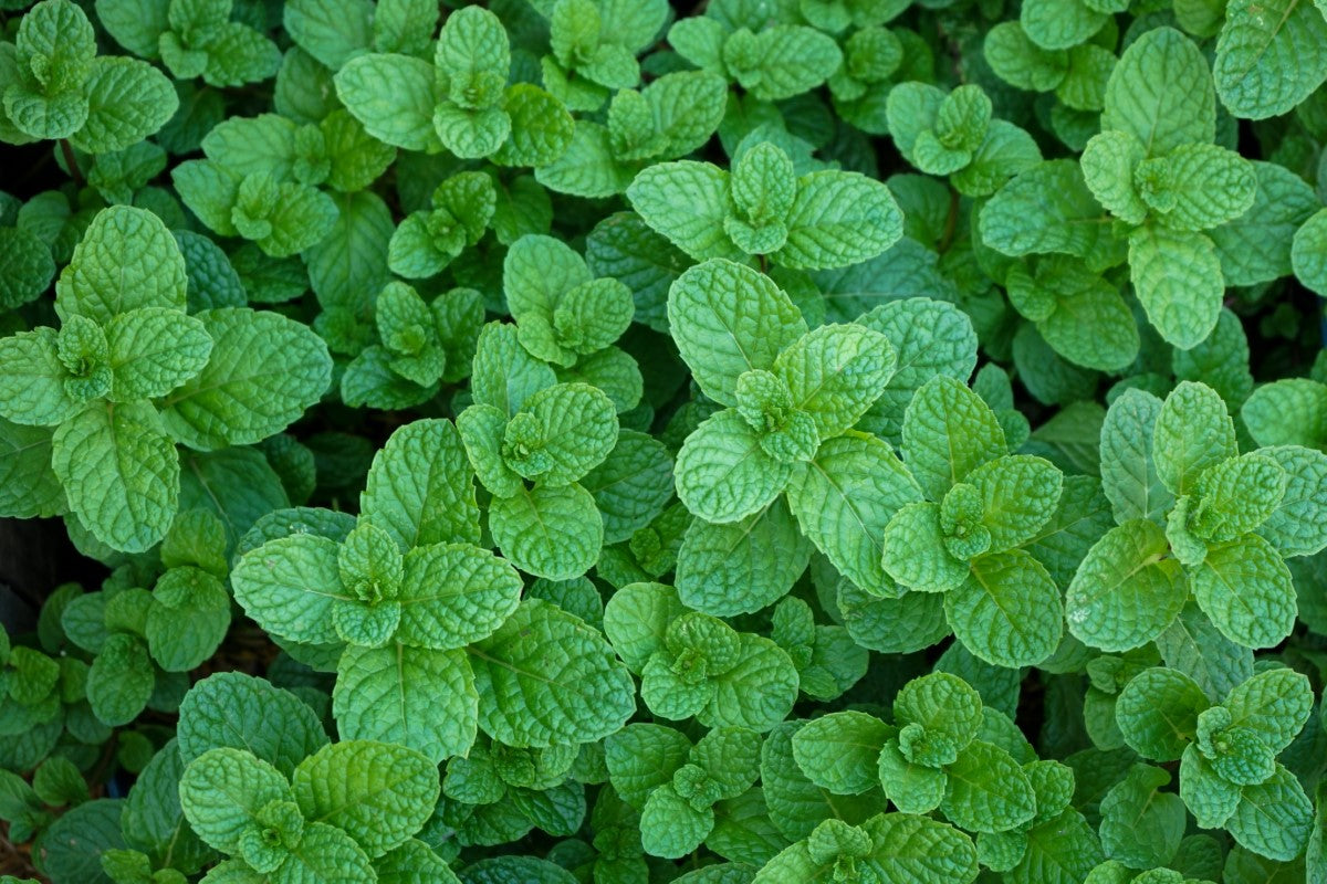 Peppermint - Mentha x piperita