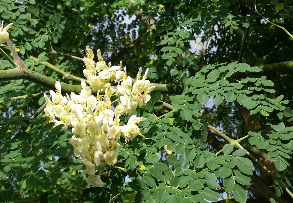 Moringa oleifera - Drumstick Tree