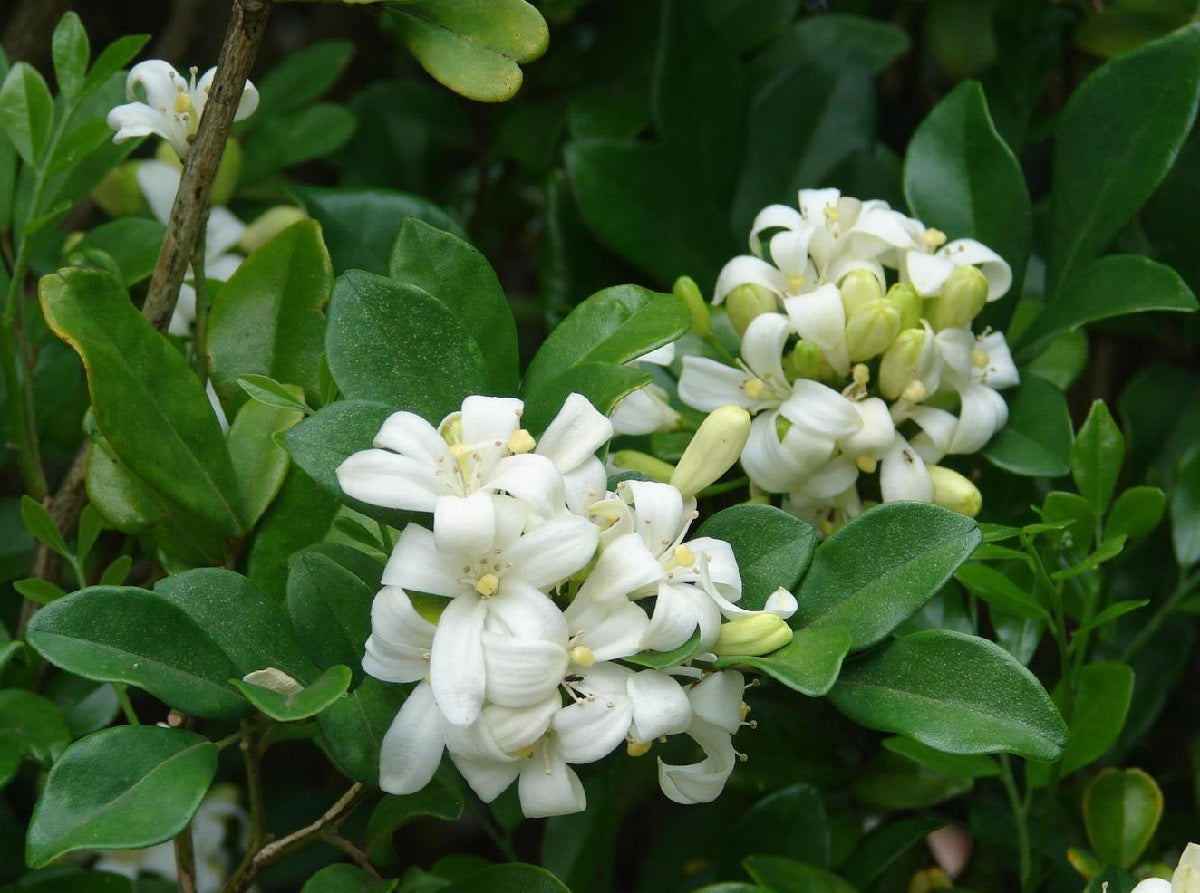 Murraya paniculata - Orange Jessamine