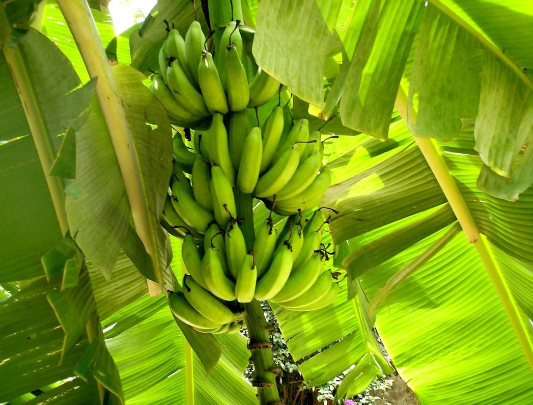 Musa x paradisiaca - PISANG CEYLON - Banana