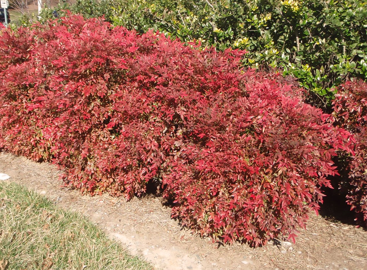 Nandina domestica - GULF STREAM - Sacred Bamboo