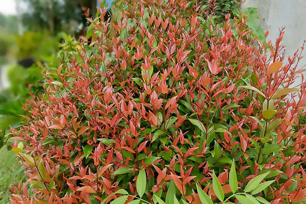 Nandina domestica - GULF STREAM - Sacred Bamboo