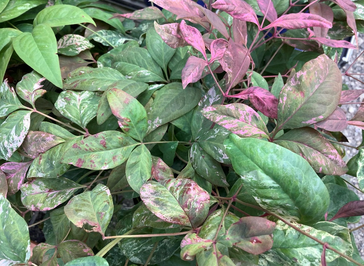 Nandina domestica - PINK CAMOUFLAGE - Variegated Sacred Bamboo