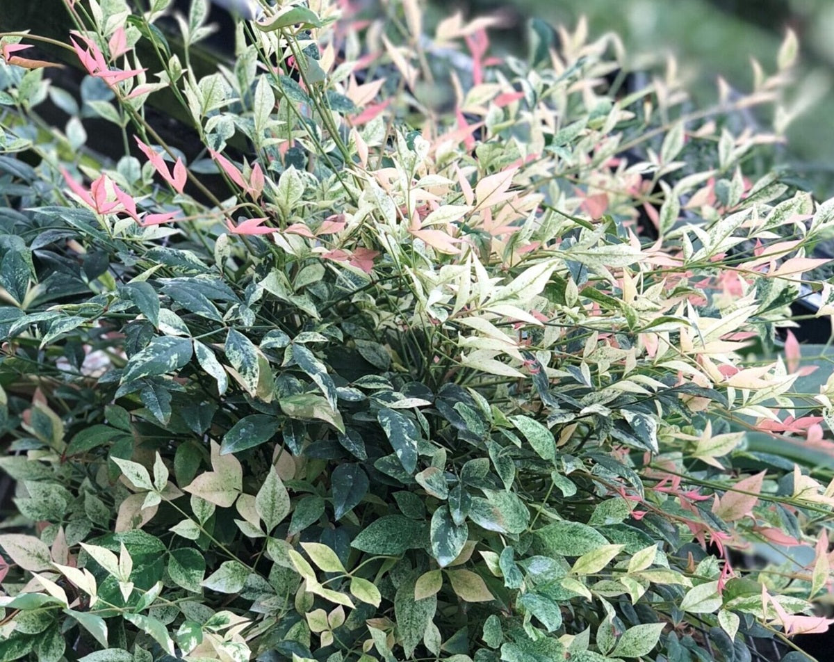 Nandina domestica - TWILIGHT - Sacred Bamboo