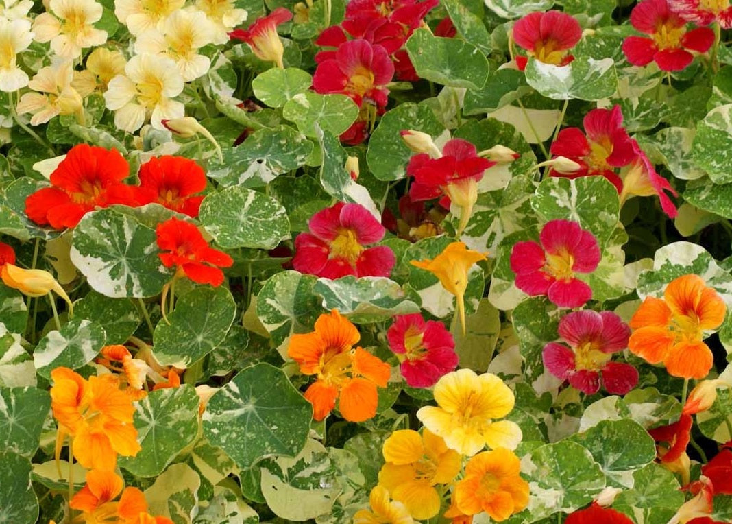Nasturtium - ALASKA Variegated - Tropaeolum majus