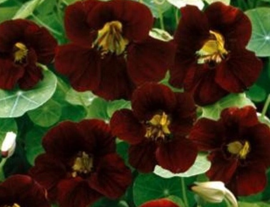 Nasturtium - BLACK VELVET - Tropaeolum majus