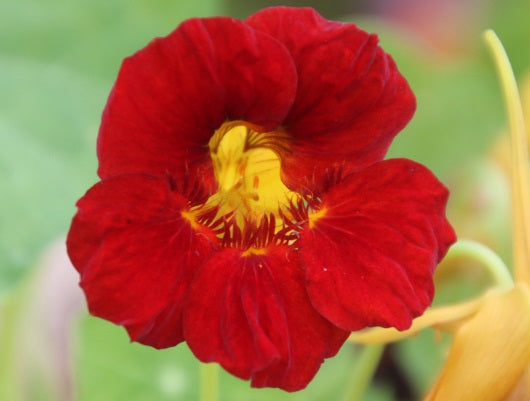 Nasturtium - RED - Tropaeolum majus