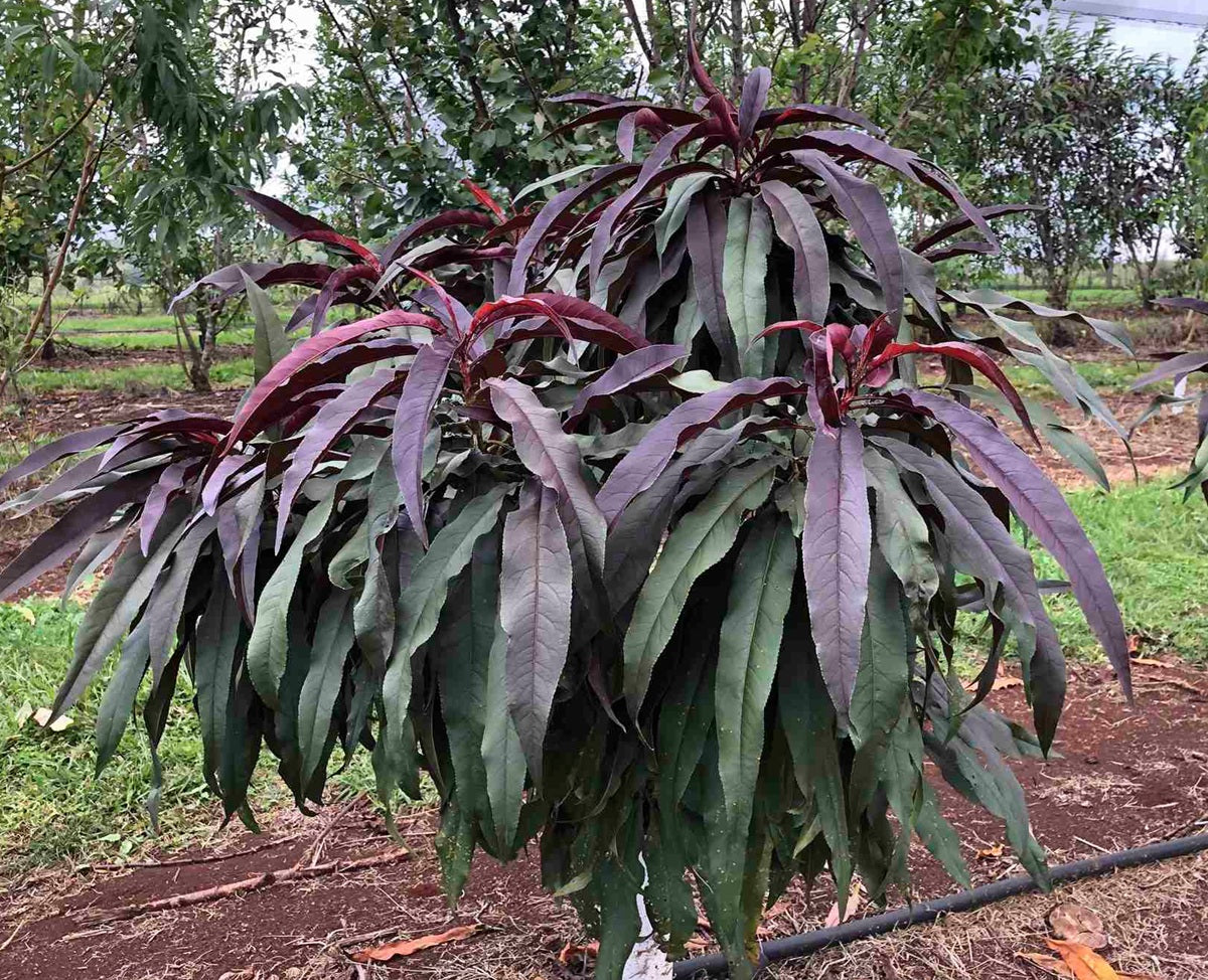 Prunus persica - SUNSET - Dwarf Nectarine