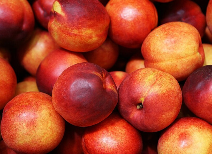 Prunus persica - SUNWRIGHT - Dwarf Nectarine