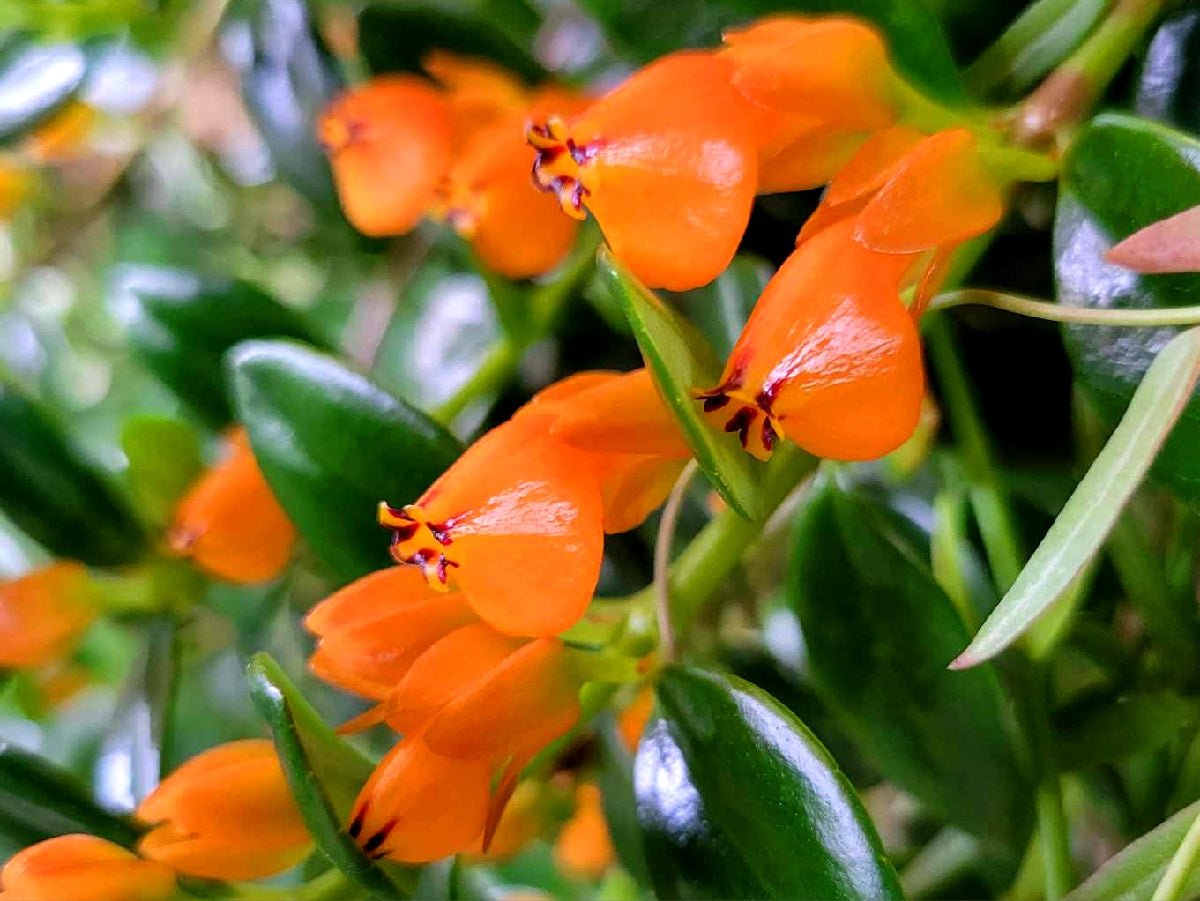 Nematanthus gregarius - Goldfish Plant