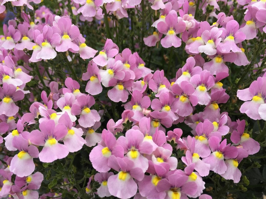 Nemesia - Aromance® PINK - Cape Jewel