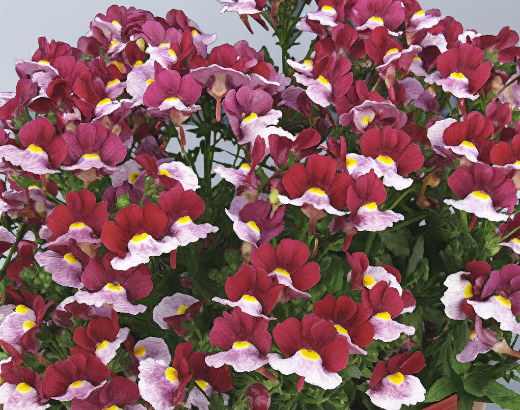 Nemesia - CHERRY RED - Cape Jewel