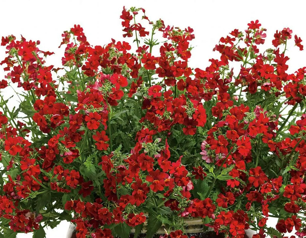 Nemesia - GRANADA - Cape Jewel