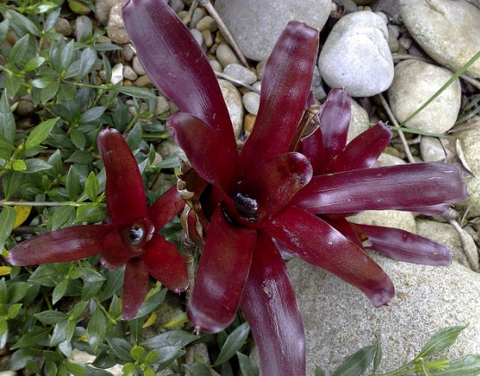 Neoregelia - SHORT AND SWEET