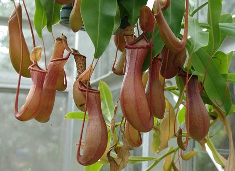 Nepenthes - Tropical Pitcher Plant Hanging Basket