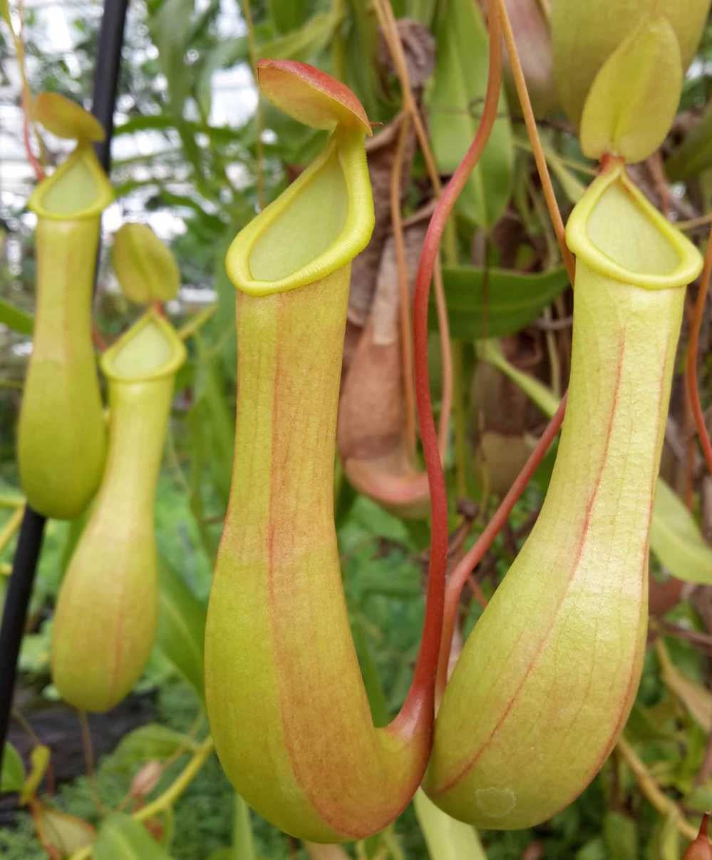 Nepenthes alata - Pitcher Plant