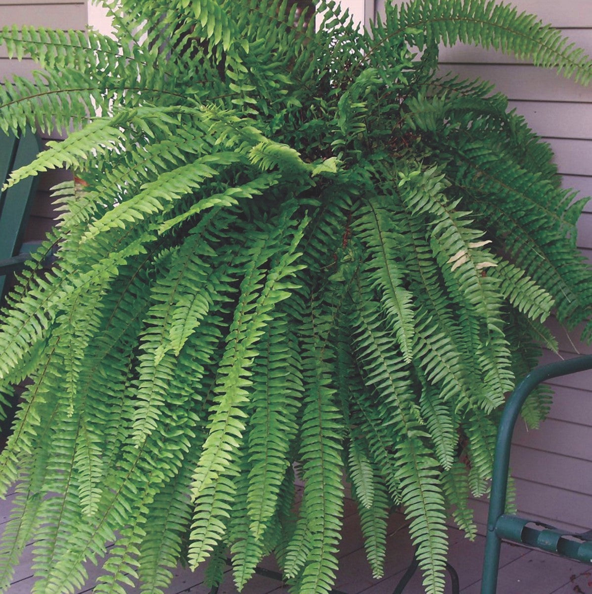 Nephrolepis exaltata - Boston Fern Coir Hanging Basket