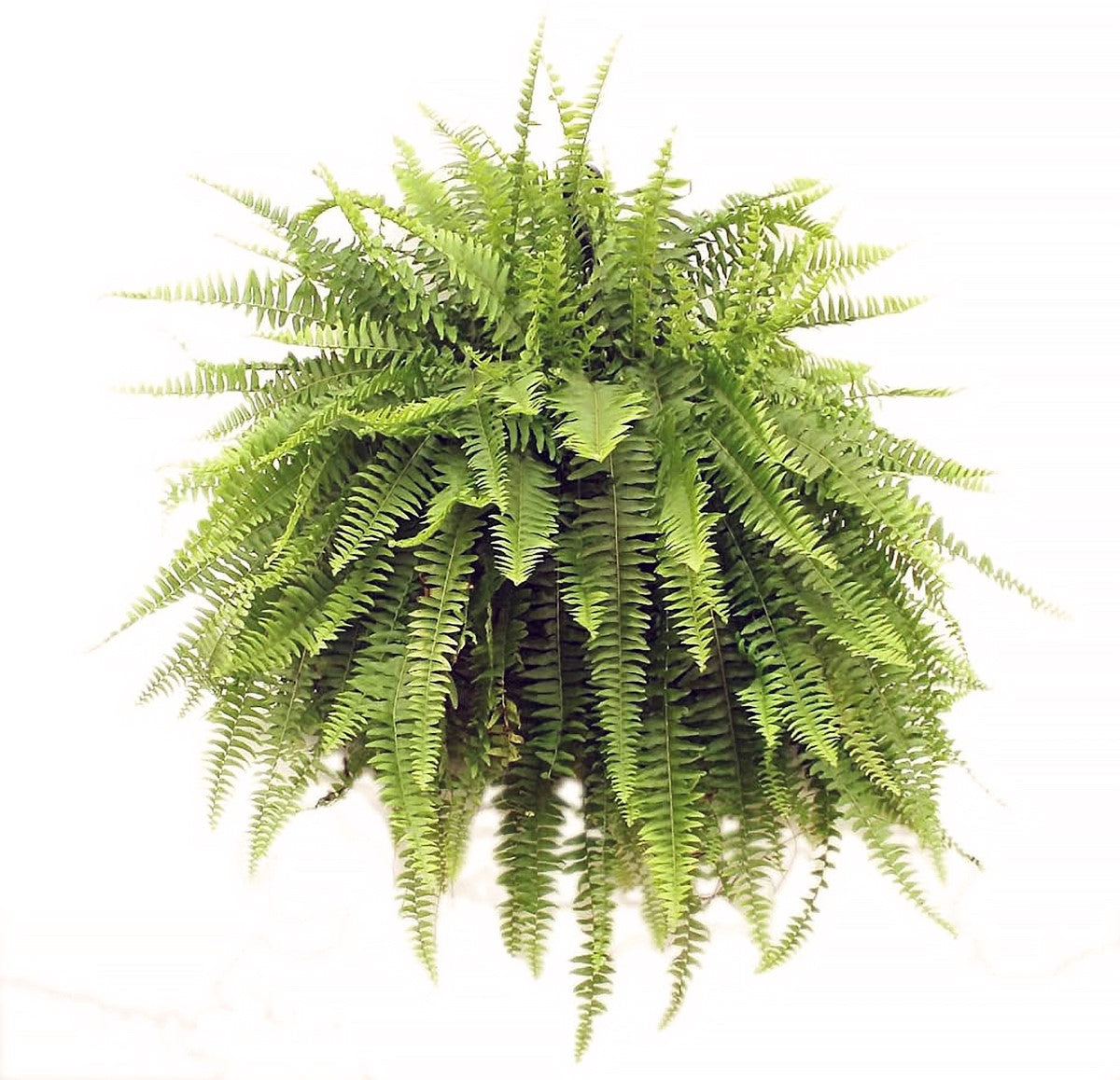 Nephrolepis exaltata - Boston Fern Coir Hanging Basket