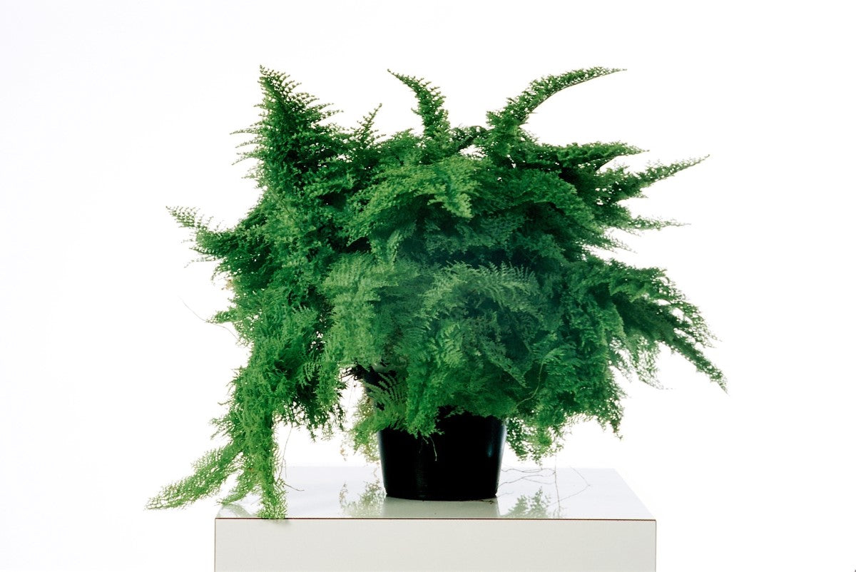 Nephrolepis exaltata - SMITHII - Cotton Candy Fern