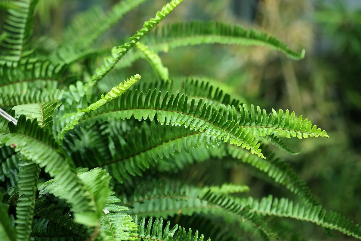 Nephrolepis obliterata - EMERALD QUEEN - Sword Fern