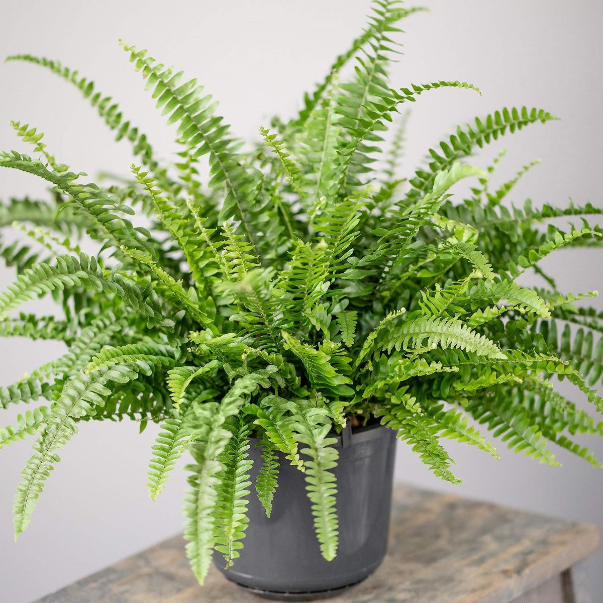 Nephrolepis obliterata - EMERALD QUEEN - Sword Fern