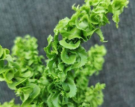 Nephrolepis exaltata - EMINA - Boston Fern
