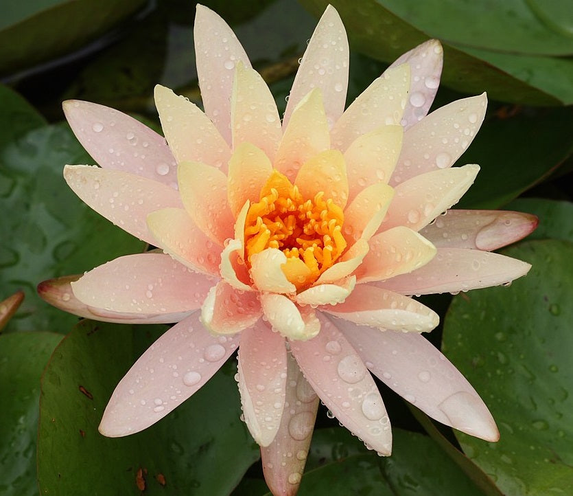 Nymphaea - APRICOT - Water Lily