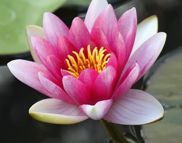 Nymphaea - PINK - Water Lily