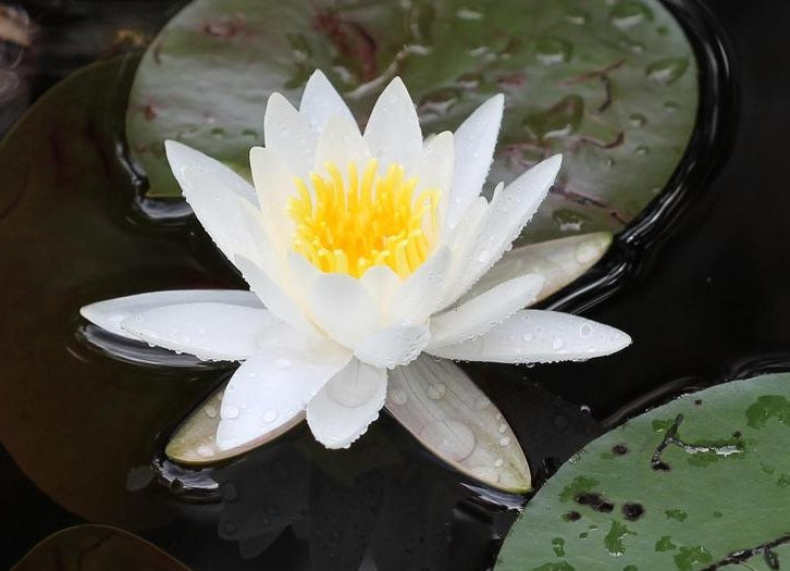 Nymphaea - WHITE - Water Lily