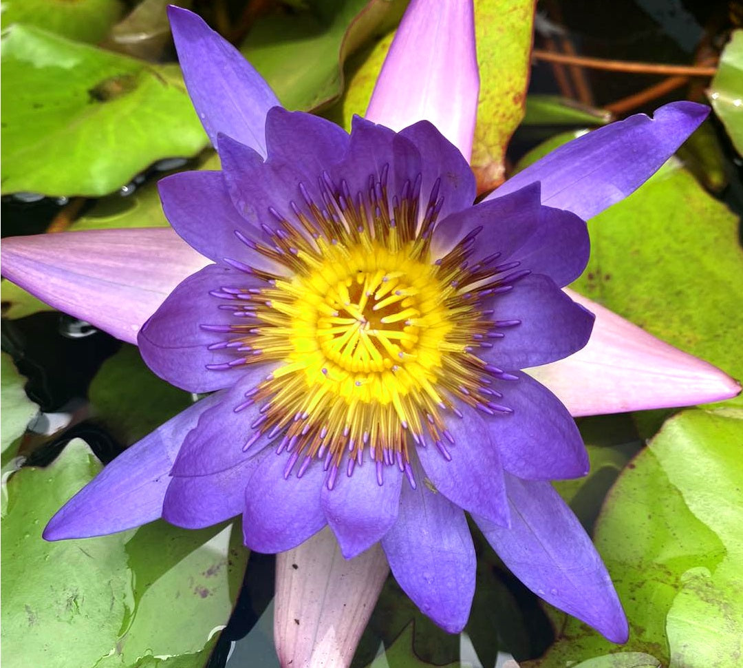 Nymphaea - TROPICAL PURPLE - Water Lily