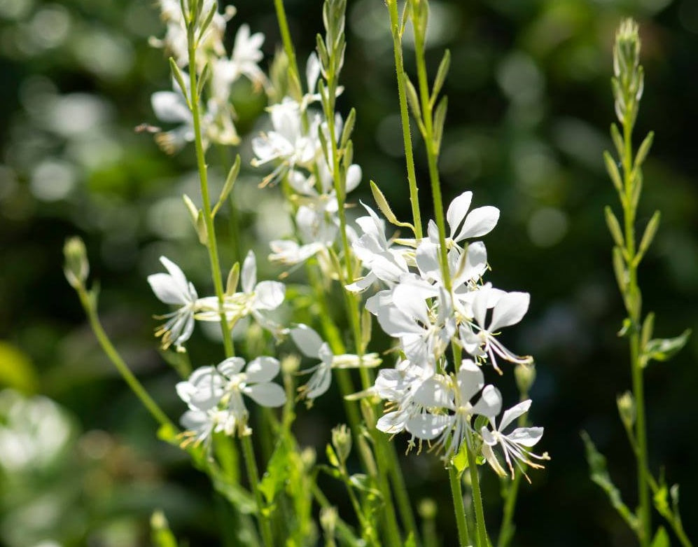 Oenothera lindheimeri - LILLIPOP SODA POP - Butterfly Bush Gaura