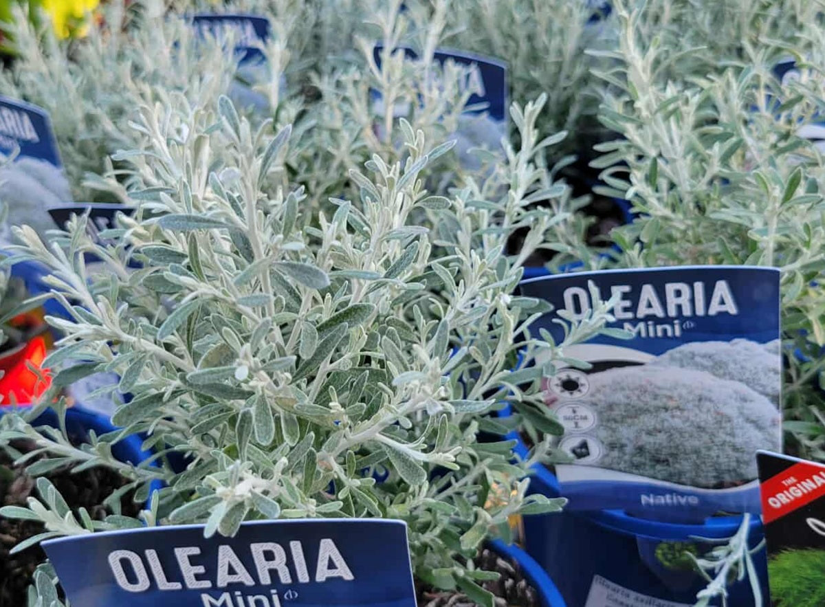 Olearia axillaris - MINI - Coastal Daisybush