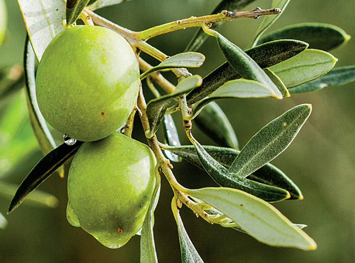 Olea europaea - CALIFORNIAN QUEEN - Olive
